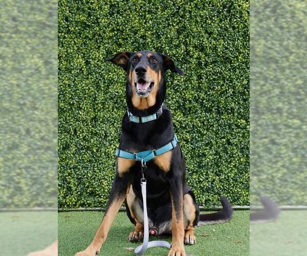 Medium Photo #2 Doberman Pinscher-German Shepherd Dog Mix Puppy For Sale in Naples, FL, USA