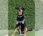 Small #1 Doberman Pinscher-German Shepherd Dog Mix