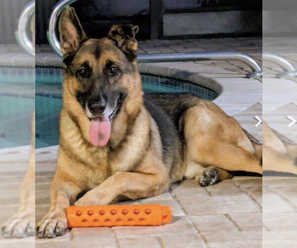 Medium Photo #3 Mutt Puppy For Sale in Fort Pierce, FL, USA