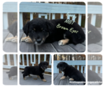 Small #2 Australian Shepherd