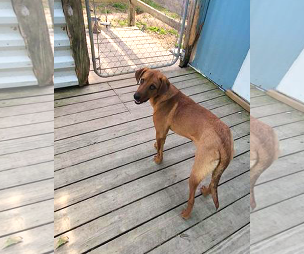 Medium Photo #4 Labrador Retriever-Unknown Mix Puppy For Sale in Murfreesboro, NC, USA