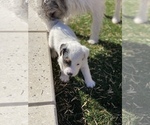Small Photo #2 Jack Russell Terrier Puppy For Sale in LAS VEGAS, NV, USA