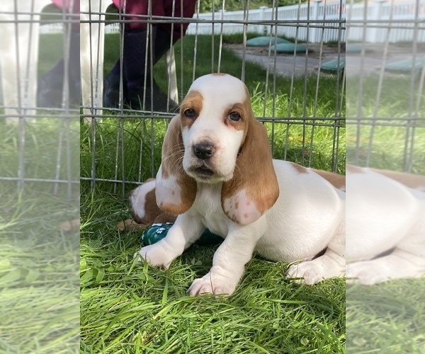 Medium Photo #2 Basset Hound Puppy For Sale in TOLLAND, CT, USA