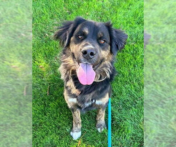 Medium Photo #1 Gordon Setter-Rottweiler Mix Puppy For Sale in Sacramento, CA, USA