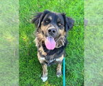 *G.I JOE - Male Gordon Setter-Rottweiler Mix Dog for Adoption - Small photo
