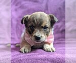 Small Photo #5 Australian Cattle Dog Puppy For Sale in COCHRANVILLE, PA, USA