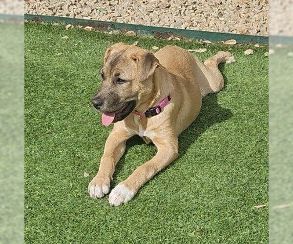 Medium Photo #10 Mutt Puppy For Sale in Vail, AZ, USA