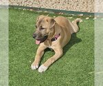Small Photo #10 Mutt Puppy For Sale in Vail, AZ, USA