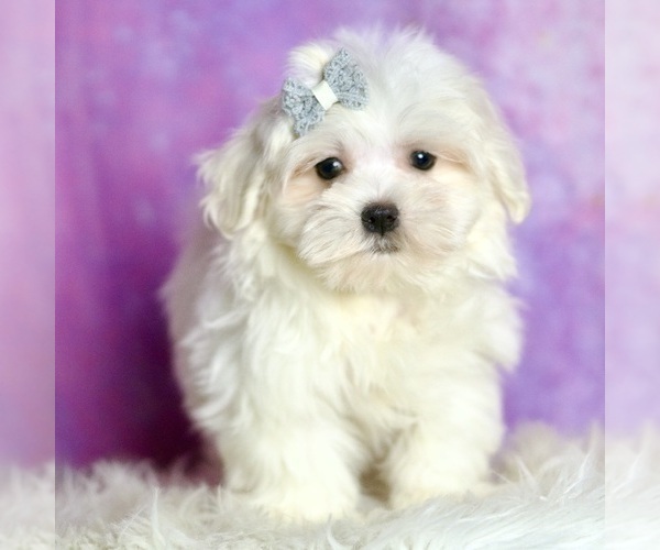 Medium Photo #3 Maltese Puppy For Sale in WARSAW, IN, USA