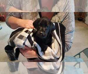 Labrador Retriever Puppy for sale in LITCHFIELD, MN, USA