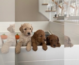 Goldendoodle Puppy for sale in BROOKLINE, NH, USA