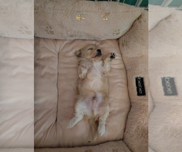 Medium Photo #4 Maltipoo (Miniature) Puppy For Sale in SAN ANTONIO, TX, USA