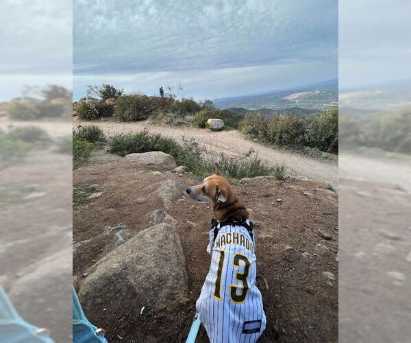 Medium Photo #3 Chihuahua-Unknown Mix Puppy For Sale in San Diego, CA, USA