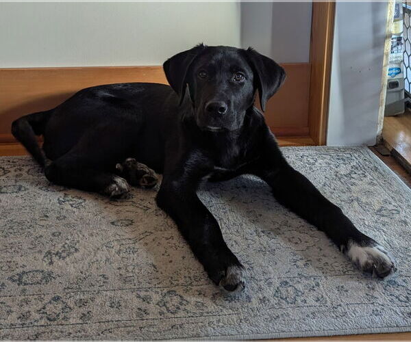 Medium Photo #5 Labrenees Puppy For Sale in Bellevue, WA, USA