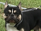 Small Photo #1 French Bulldog Puppy For Sale in GRETNA, LA, USA