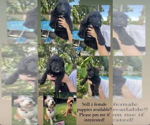 F2 Aussiedoodle Puppy for sale in FORT WALTON BEACH, FL, USA