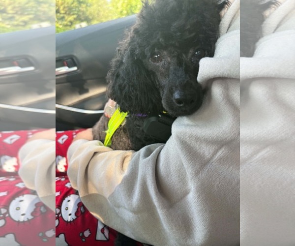 Medium Photo #2 Poodle (Miniature) Puppy For Sale in Holly Springs, NC, USA
