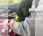 Small #1 Poodle (Miniature)