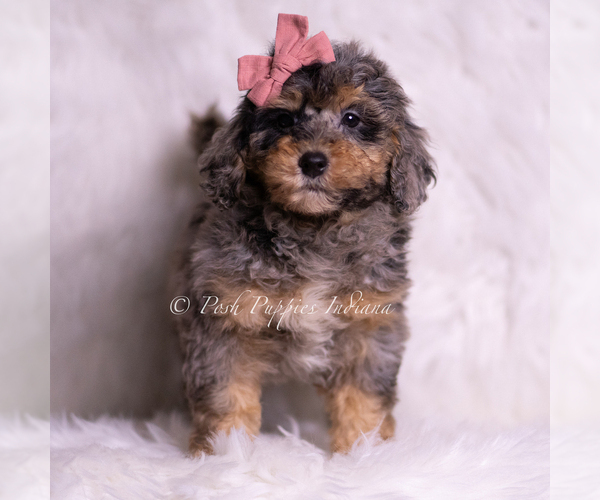 Medium Photo #97 Goldendoodle (Miniature) Puppy For Sale in WARSAW, IN, USA