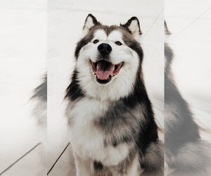 Alaskan Malamute Dogs for adoption in Lancaster, PA, USA