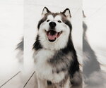 Small Alaskan Malamute