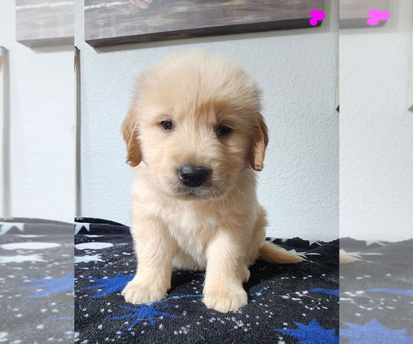 Medium Photo #4 Golden Retriever Puppy For Sale in HOUSTON, TX, USA