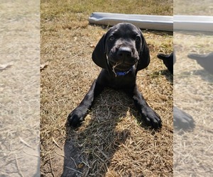 German Shorthaired Weimaraner Puppy for sale in MALMO, NE, USA