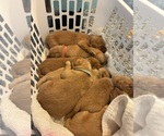 Small #7 Golden Retriever