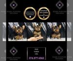Puppy Pixie Yorkshire Terrier