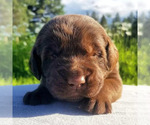 Small Photo #4 Labradinger Puppy For Sale in RATHDRUM, ID, USA