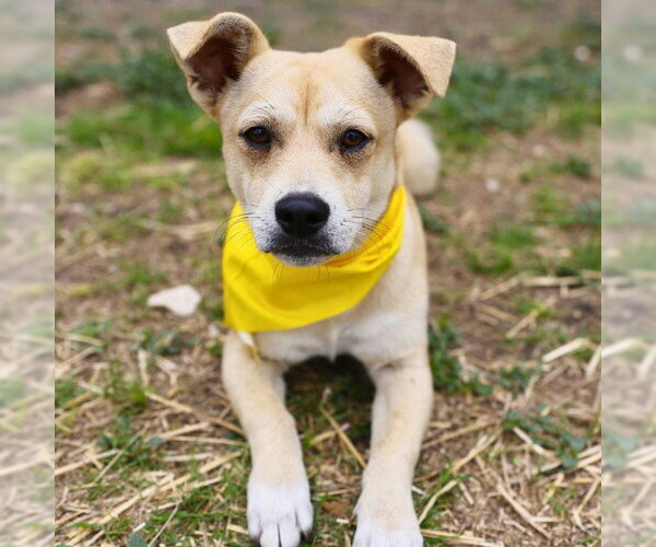 Medium Photo #1 Mutt Puppy For Sale in San Antonio, TX, USA
