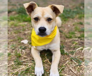 Mutt Dogs for adoption in San Antonio, TX, USA