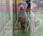 Small #28 Doberman Pinscher