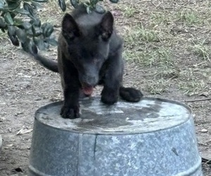 German Shepherd Dog Puppy for sale in LADSON, SC, USA
