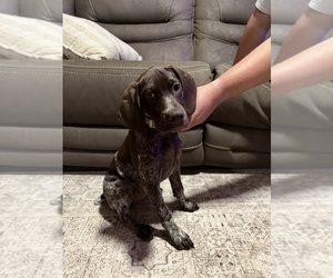 German Shorthaired Pointer Puppy for sale in WINONA, MO, USA