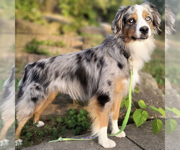 Medium Photo #1 Australian Shepherd Puppy For Sale in Batavia, OH, USA