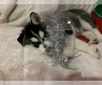 Small #31 Siberian Husky