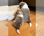 Small #1 Pembroke Welsh Corgi