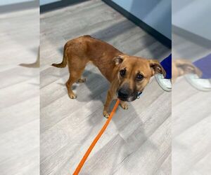 Myla - Female Labrador Retriever-Unknown Mix Dog for Adoption - Photo #22