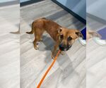 Small #21 Labrador Retriever Mix