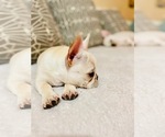 Small Photo #13 French Bulldog Puppy For Sale in CLEARWATER, FL, USA
