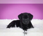Small Photo #3 Rottweiler-Unknown Mix Puppy For Sale in Crystal , MN, USA