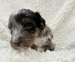 Small #5 Aussie-Poo-Bernedoodle Mix