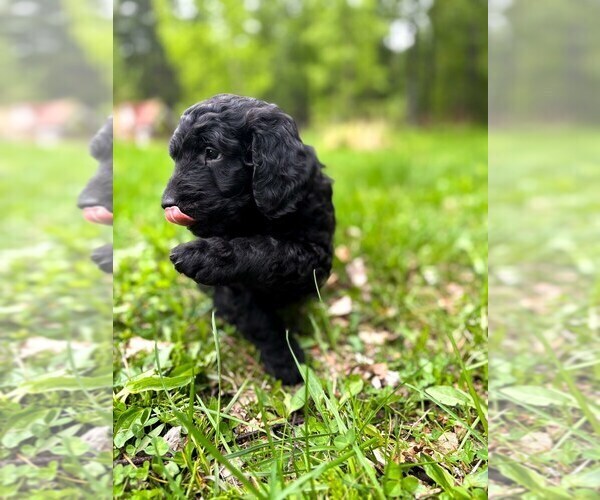 Medium Photo #2 Double Doodle Puppy For Sale in PALMER, AK, USA