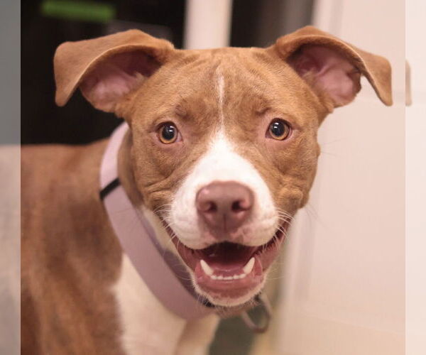 Medium Photo #8 Mutt Puppy For Sale in Philadelphia, PA, USA