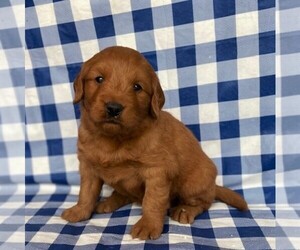 Goldendoodle (Miniature) Puppy for sale in ELVERSON, PA, USA