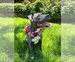 Small #8 American Pit Bull Terrier-American Staffordshire Terrier Mix