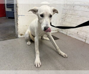 Labrador Retriever-Unknown Mix Dogs for adoption in San Bernardino, CA, USA