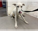 PORKCHOP - Male Labrador Retriever-Unknown Mix Dog for Adoption - Small photo