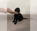 Puppy 4 Doberman Pinscher-Labrador Retriever Mix